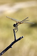 Darner Dragonfly (Family Aeschnidae)