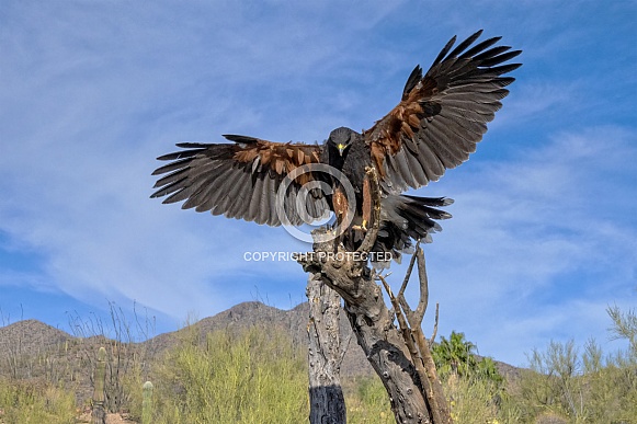 Harris's Hawk Harris's Hawk