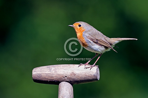 The European robin (Erithacus rubecula