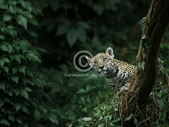 Jaguar cub