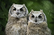 Great Horned Owls