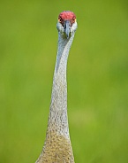 Greater sandhill crane - Antigone canadensis pratensis - is a species of large crane of North America and extreme northeastern Siberia.  Florida example