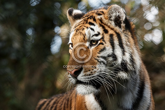 Amur Tiger Close up
