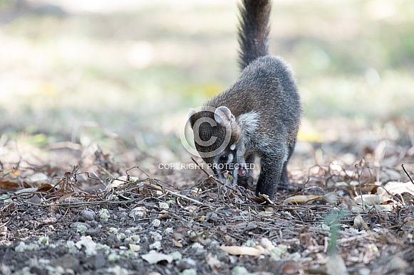 Coatimundi