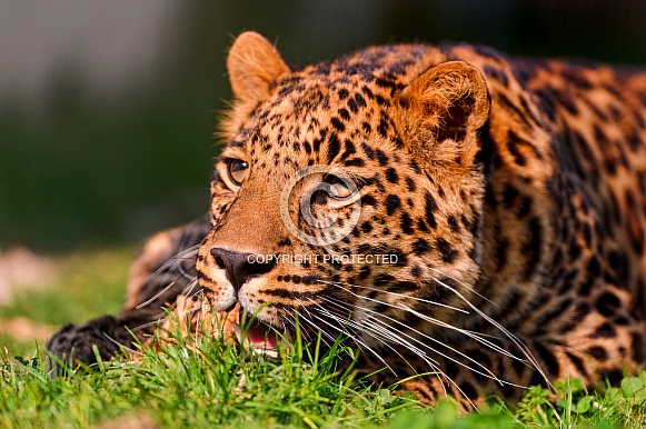 Leopard