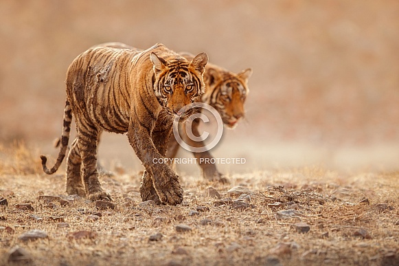 Beautiful tiger in the nature habitat. Tiger pose in amazing light. Wildlife scene with wild animal. Indian wildlife. Indian tiger. Panthera tigris tigris.