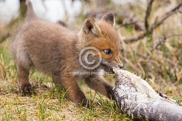 Red fox cubs