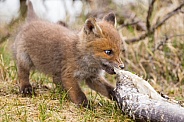 Red fox cubs