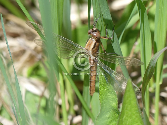 Dragonfly on Grass