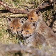 Red fox cubs in there natural habitat