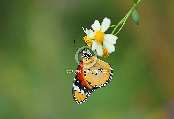 Plain Tiger Plain Tiger