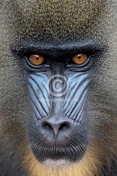 Mandrill (Mandrillus sphinx)