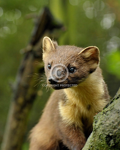 pine marten pine marten