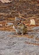 Chipmunk