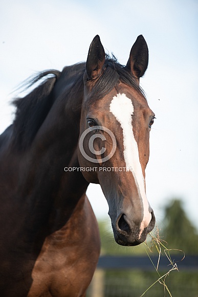 Bay Mare