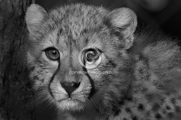 Cheetah Cub in Black and White