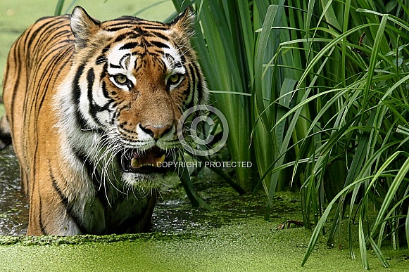 Amur (Siberian)Tiger