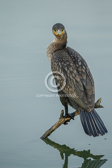 The great cormorant (Phalacrocorax carbo) The great cormorant (Phalacrocorax carbo)