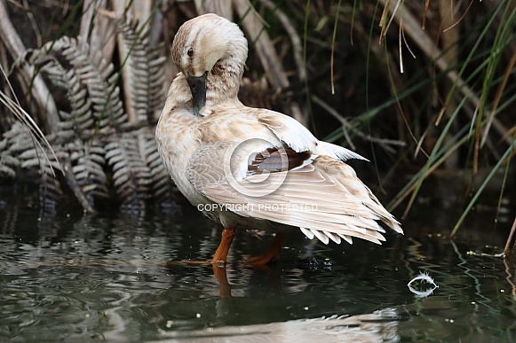 Mallard X Domestic Duck Mallard X Domestic Duck