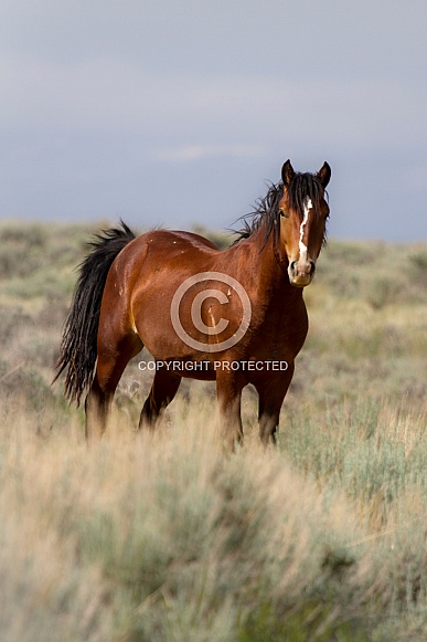 Wild Horse—Steens Mountains Oregon