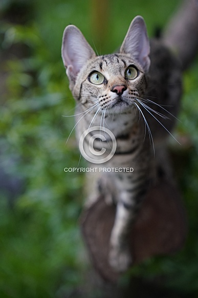 Savannah Cat