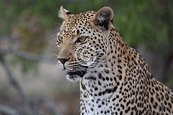 Leopard