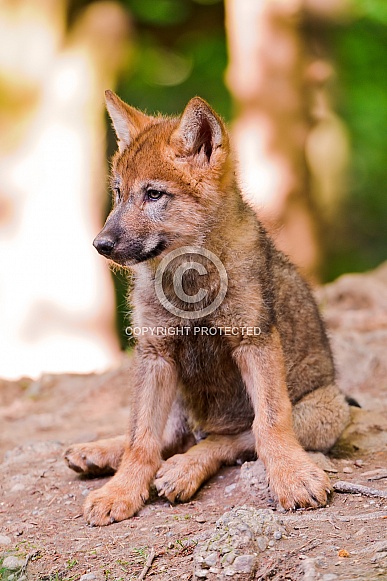 Wolf Cub Wolf Cub