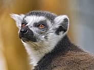 Portrait of a ringtailed lemur