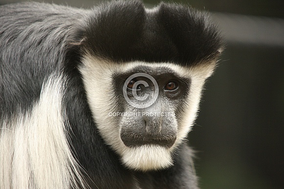 Colobus Monkey