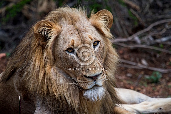 African Lion (wild) African Lion (wild)