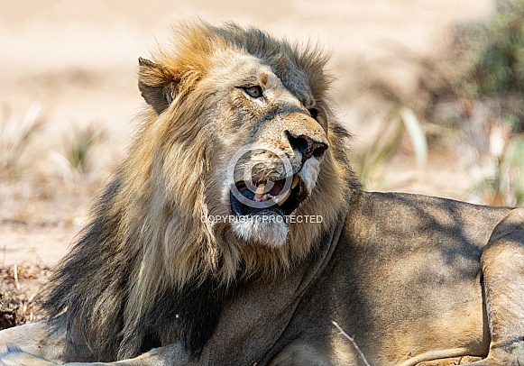 Male Lion