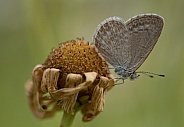 Common Grass Blue butterfly (wild).