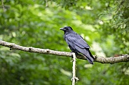 Carrion crow (Corvus corone)