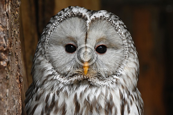 Ural Owl