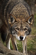 Red Wolf-Red Wolf Stalking