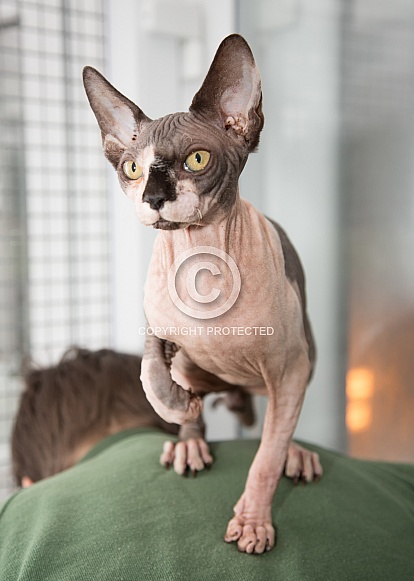Sphinx Cat