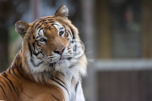 Siberian/Amur Tiger