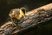The ferruginous duck (Aythya nyroca)
