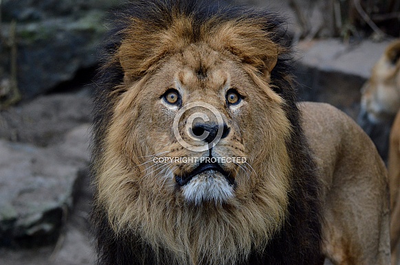 African Lion