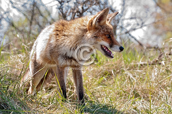 Red Fox