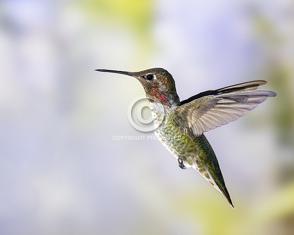 Male Anna's Hummingbird in Flight