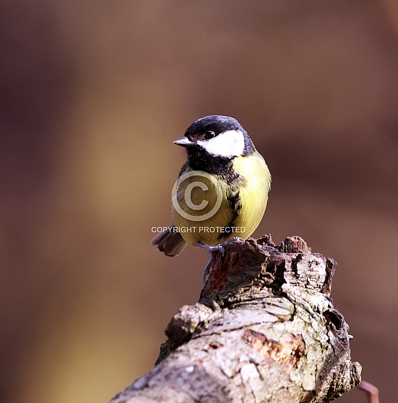 Great tit Great tit
