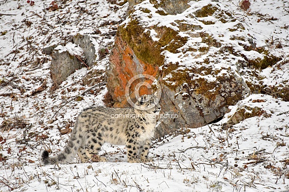 Snow Leopard Cub