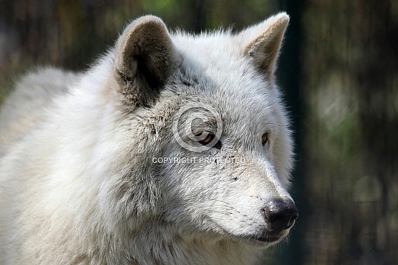 Hudson Bay Wolf