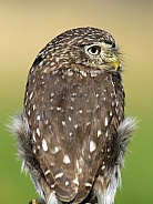 Ferruginous pygmy owl (Glaucidium brasilianum)