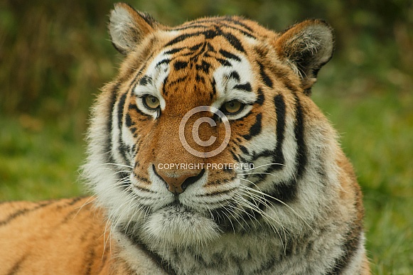 Face Shot Of Female Amur Tiger