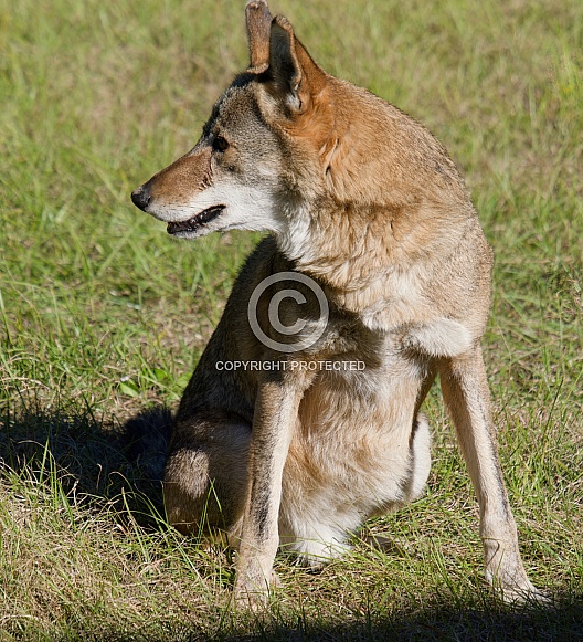 Red Wolf