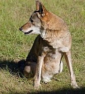 Red Wolf