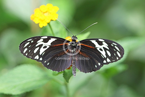 Postman Butterfly