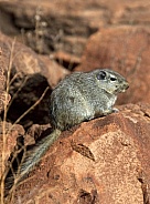 Dassie Rat (Petromys typicus) - Namibia